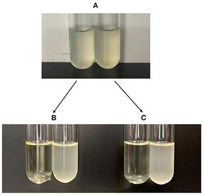 Selection of the Amino Acid and Saccharide That Increase the Tetracycline Susceptibility of Vibrio splendidus